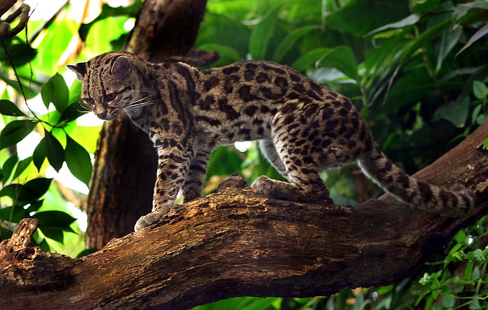 Margaykat Leopardus wiedii.jpg