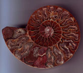 Spirale Ammonit.jpg