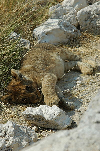 Namibie Etosha Lionceaux 03.JPG