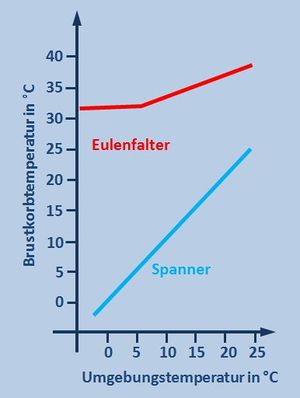 ThoraxTemp Falter.jpg