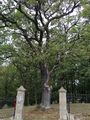 Old oak inside cemetery.JPG
