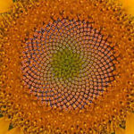 Spirale Sonnenblume.jpg