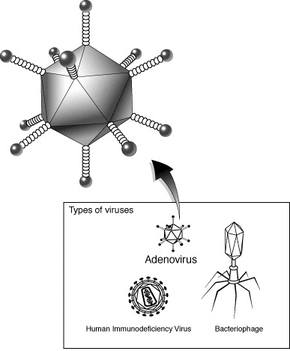 Adenovirusstruktur